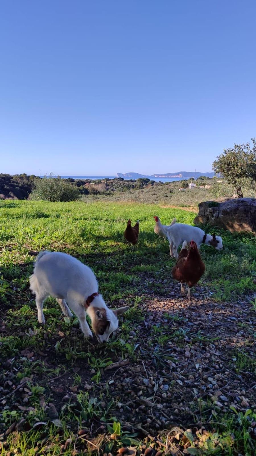 Villa Boeddu, Relax Tra Mare E Campagna Alghero Extérieur photo